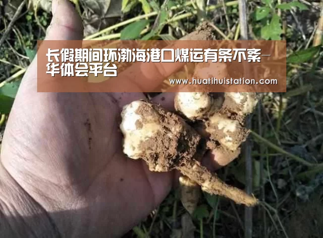 长假期间环渤海港口煤运有条不紊-华体会平台(图1) 华体会下载